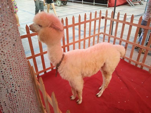 羊驼租赁